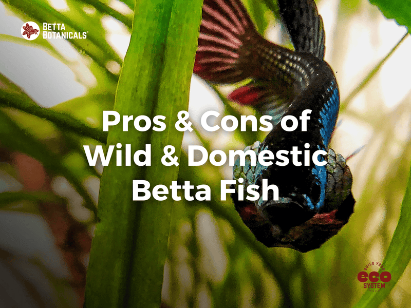 Exploring the pros and cons of wild versus domestic Betta fish, focusing on care requirements, behavior, and adaptability in aquariums at Betta Botanicals.