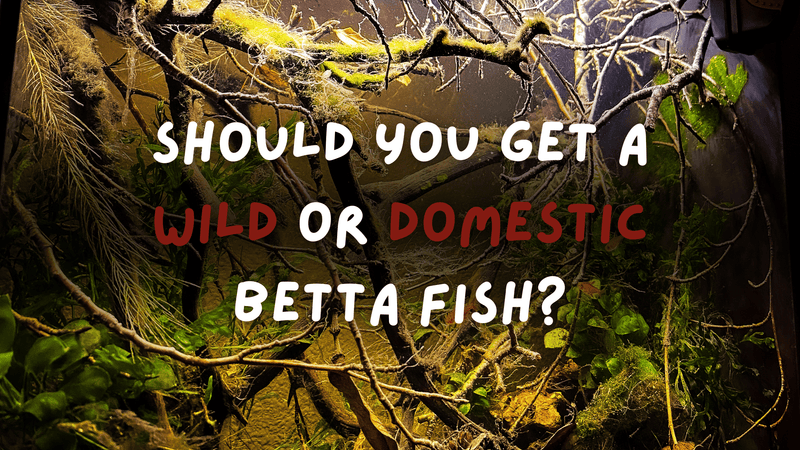 Wild Betta Fish Vs. Domestic Betta Fish Care