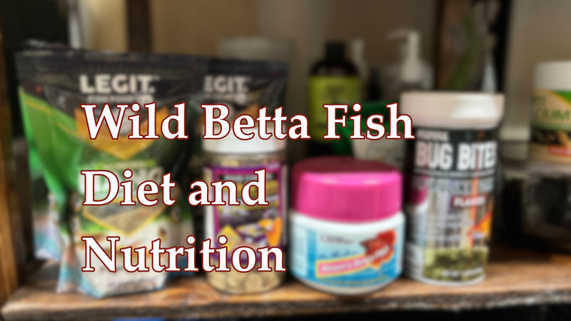 A shelf of fish food for wild and domestic betta fish at Betta Botanicals.