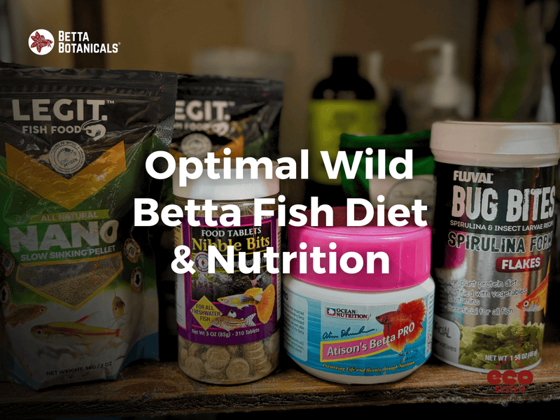 An assortment of nutritional food options for wild and domestic Betta fish, focusing on optimal diet and feeding strategies at Betta Botanicals.