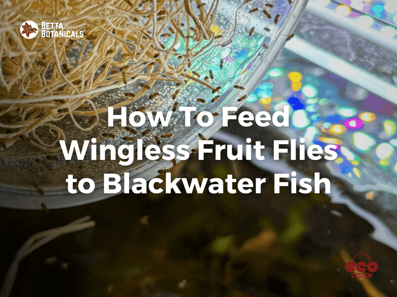 Close-up of wingless fruit flies being prepared as live food for blackwater fish in an aquarium, showcasing sustainable feeding practices at Betta Botanicals.