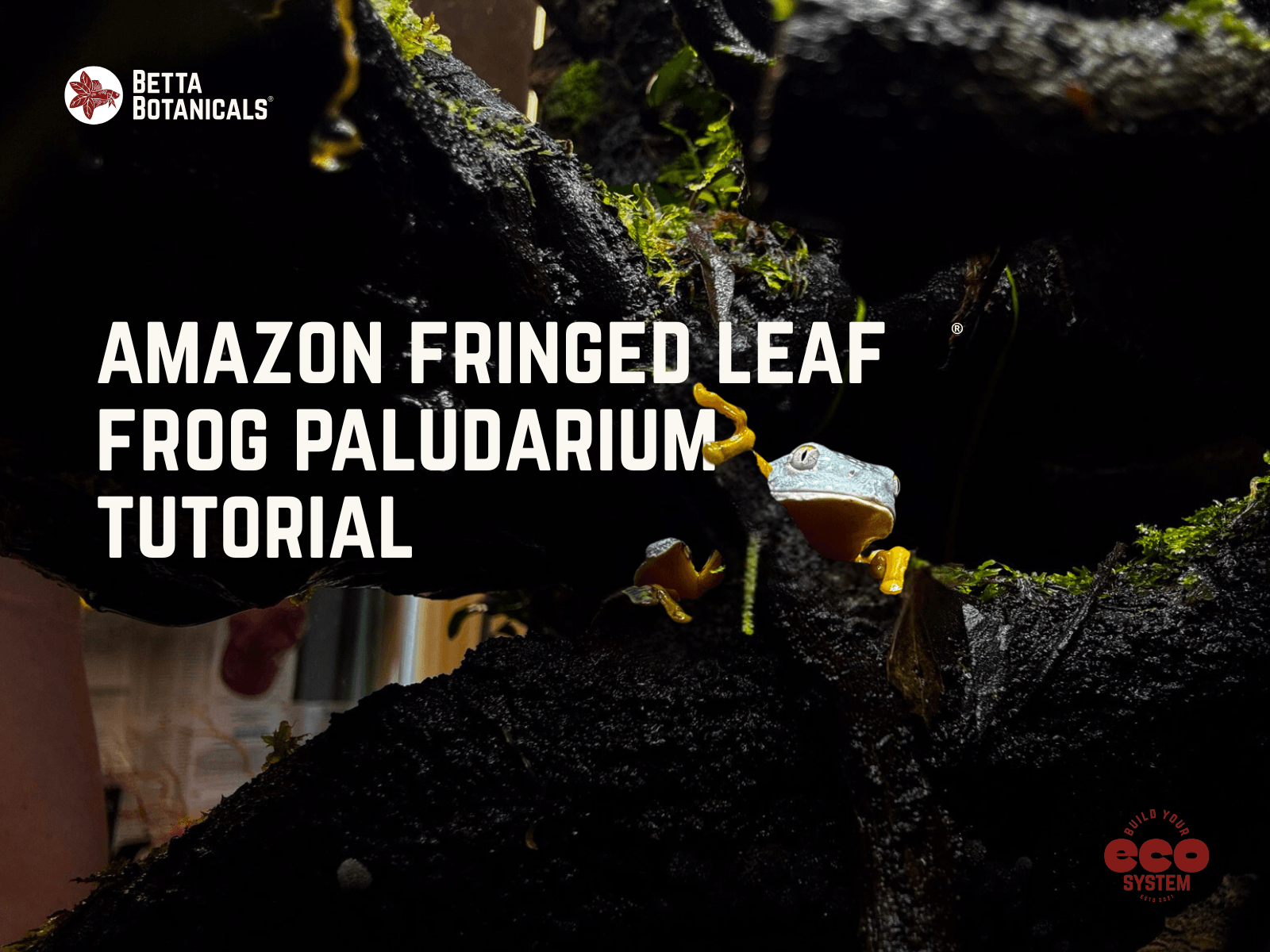 A blue and yellow amazon fringed leaf frog clings to a black and green branch in a paludarium, photographed by Hayley Zimmermann for Betta Botanicals.