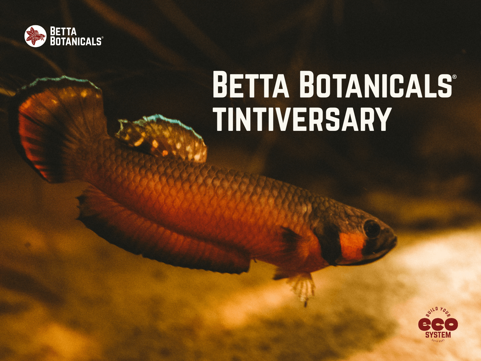 A red, brown, and black Betta macrostoma in a dimly light blackwater aquarium with blue iridescent fins, photographed for Betta Botanicals anniversary.