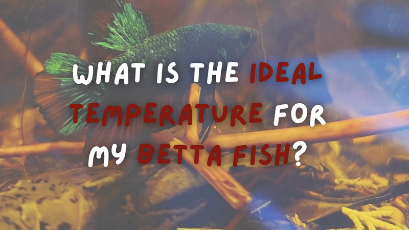 A blue, red, and black male plakat betta fish in a botanical method aquarium with text on screen talking about the ideal temperatures for betta fish at Betta Botanicals.