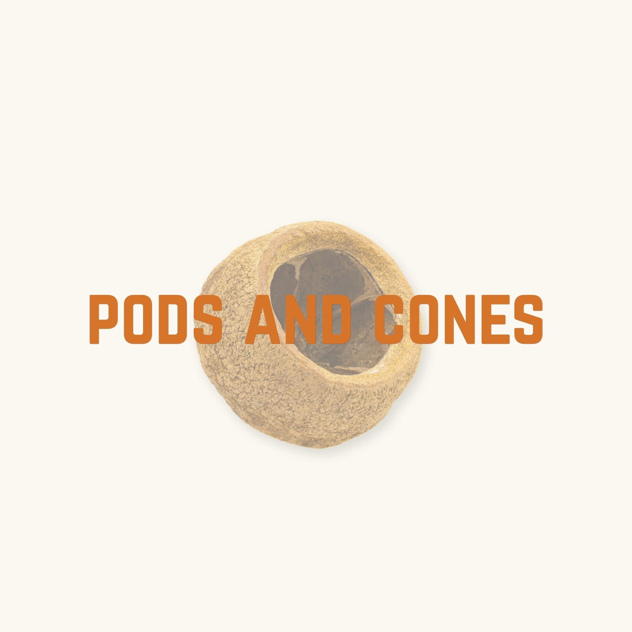 A single large and hollow sapucia king pod behind text, 'pods and cones', photographed on a natural background at Betta Botanicals.