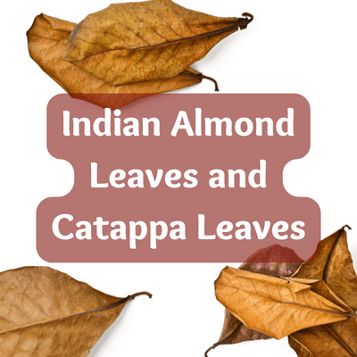 Indian Almond Leaves and Catappa Leaves for botanical blackwater aquariums by Betta Botanicals.