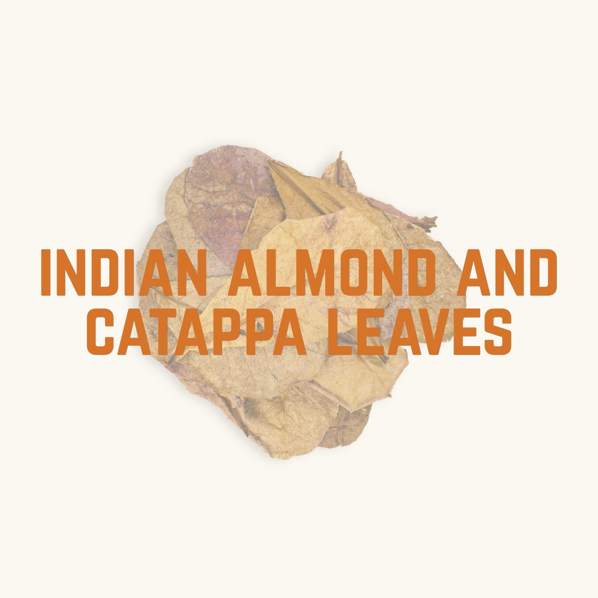 A flat lay of brown and purple catappa Indian almond leaves behind text, 'indian almond and catappa leaves', photographed on a natural background at Betta Botanicals.