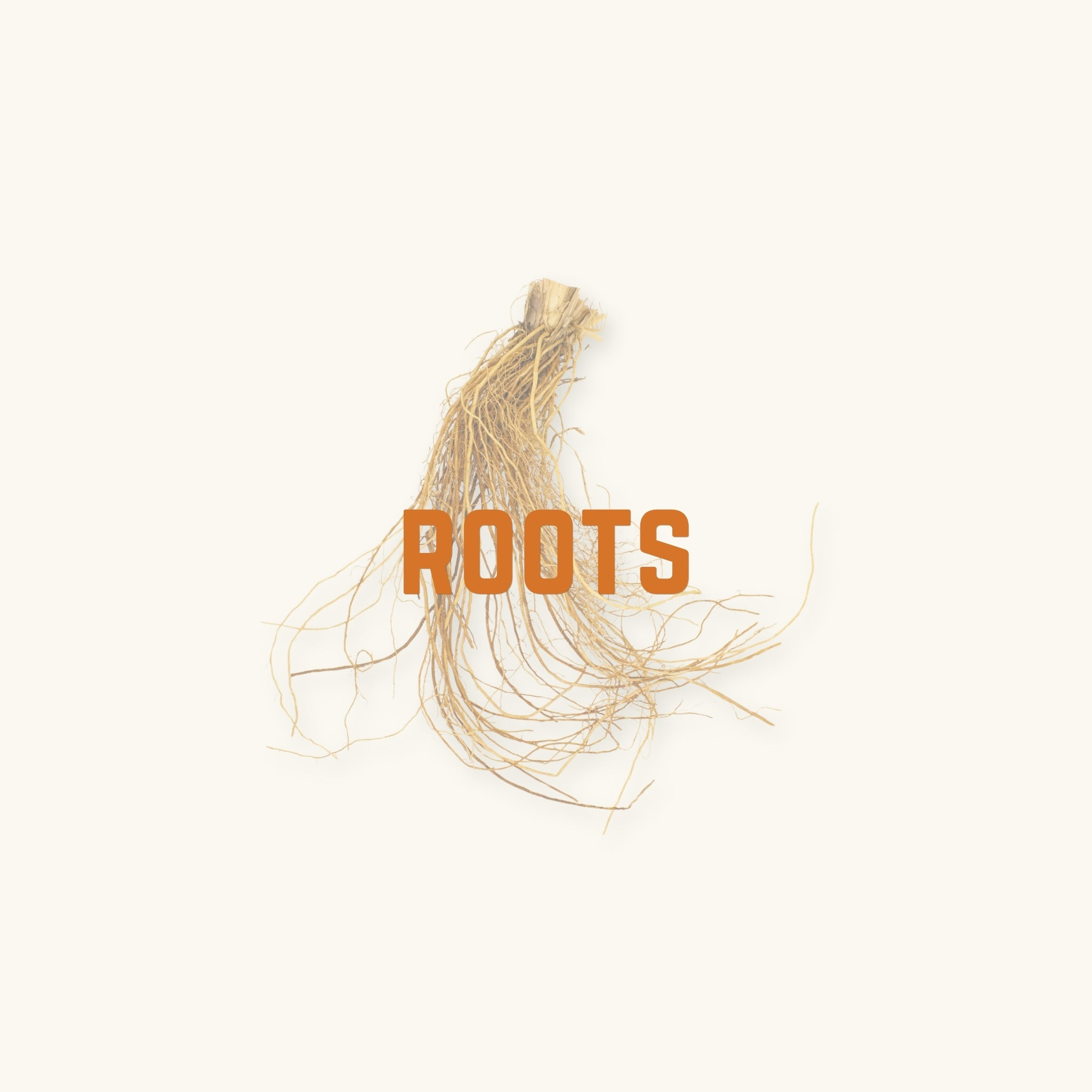 Tan and fibrous root tendrils behind text, 'roots', photographed on a natural background at Betta Botanicals.