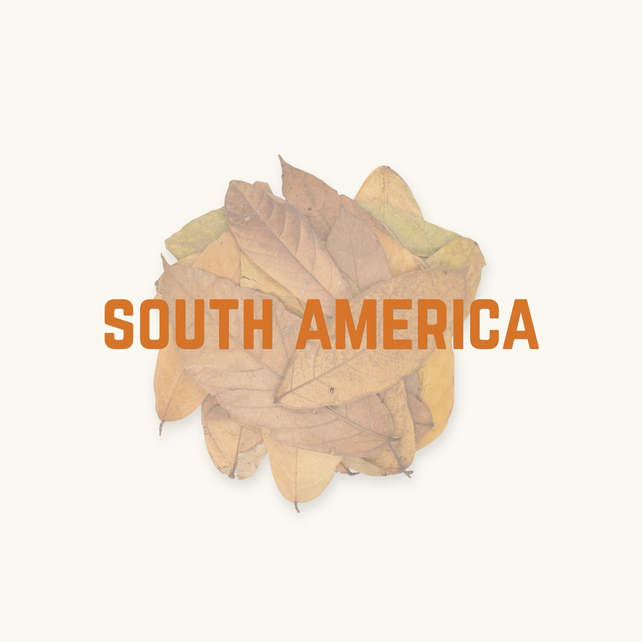 A flat group of brown and green cacao leaves behind text, 'south america', photographed on a natural background at Betta Botanicals.