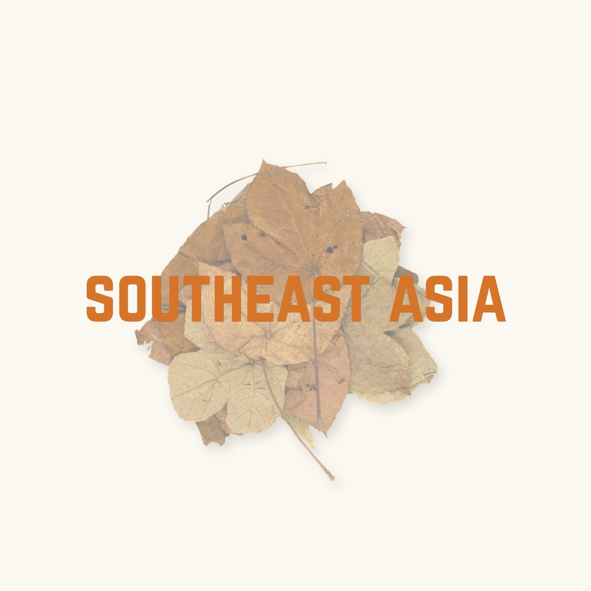 A flat arrangement of green and brown lobed macaranga leaves behind text, 'southeast asia', photographed on a natural background at Betta Botanicals.
