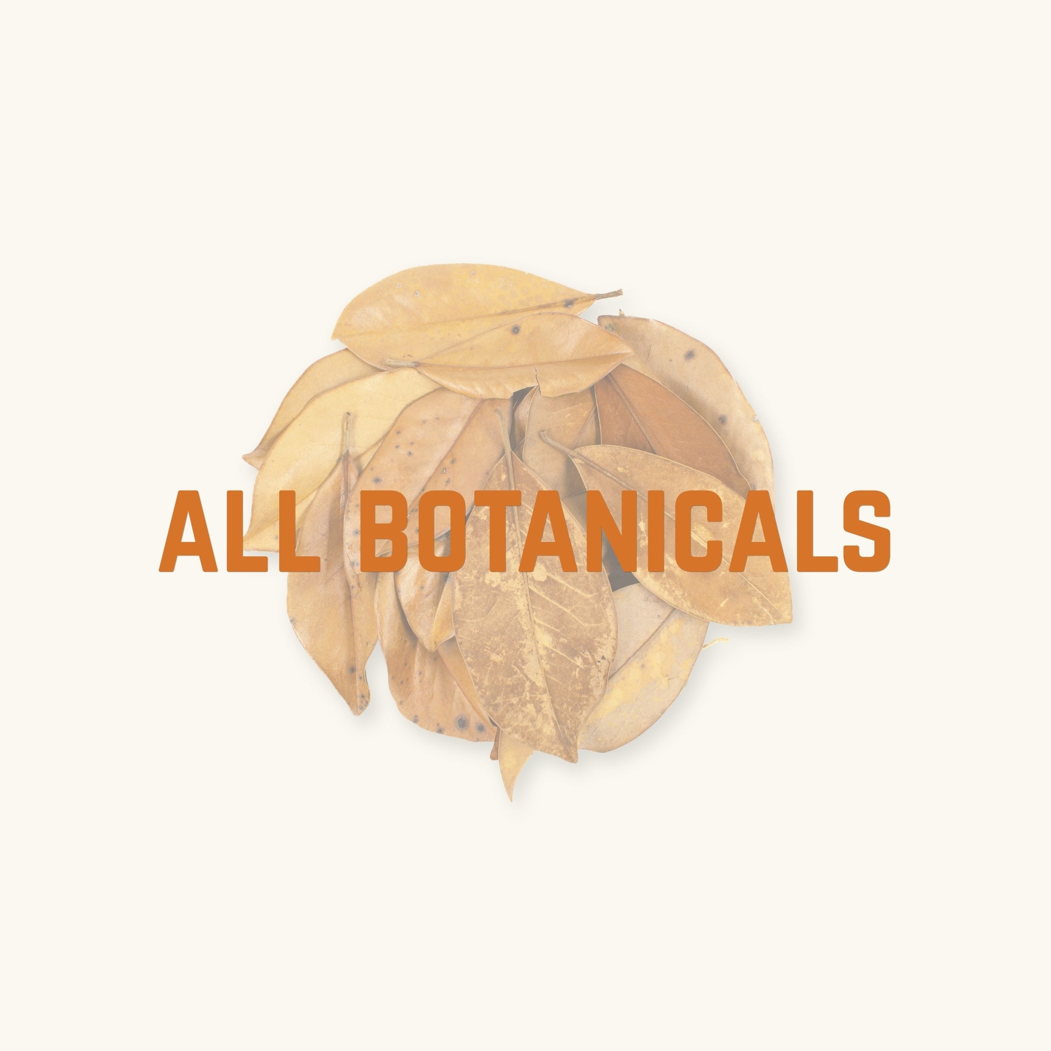 A flat lay of golden brown leaves arranged in a circle for aquariums and vivariums, photographed on a natural background at Betta Botanicals.