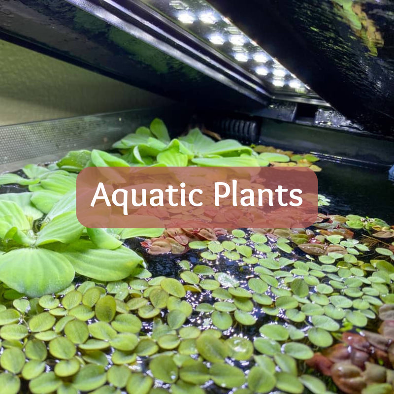 Floating live aquarium plants inside a fish tank, by Betta Botanicals, for Betta Fish Tank, Betta Aquarium, Nature Aquarium. 