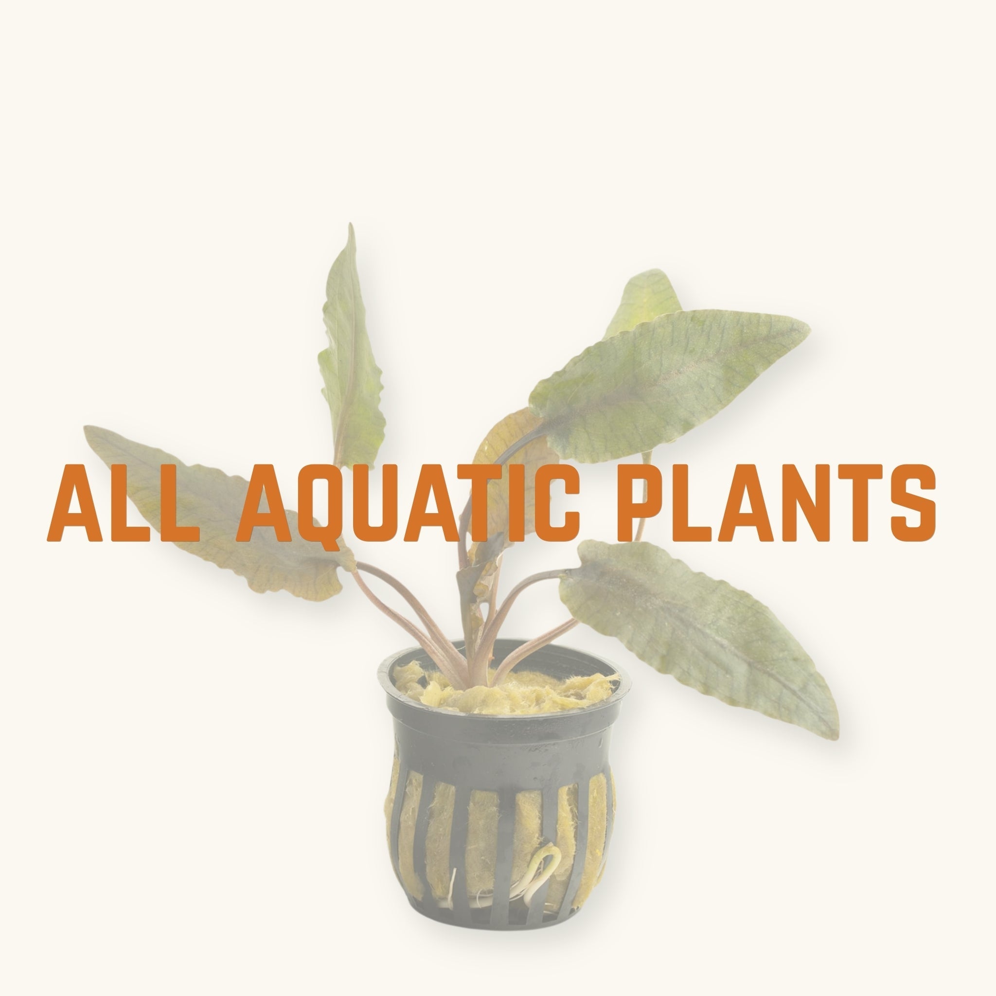 A single green and bronze cryptocoryne promoting all blackwater aquarium plants, photographed on a natural background at Betta Botanicals.