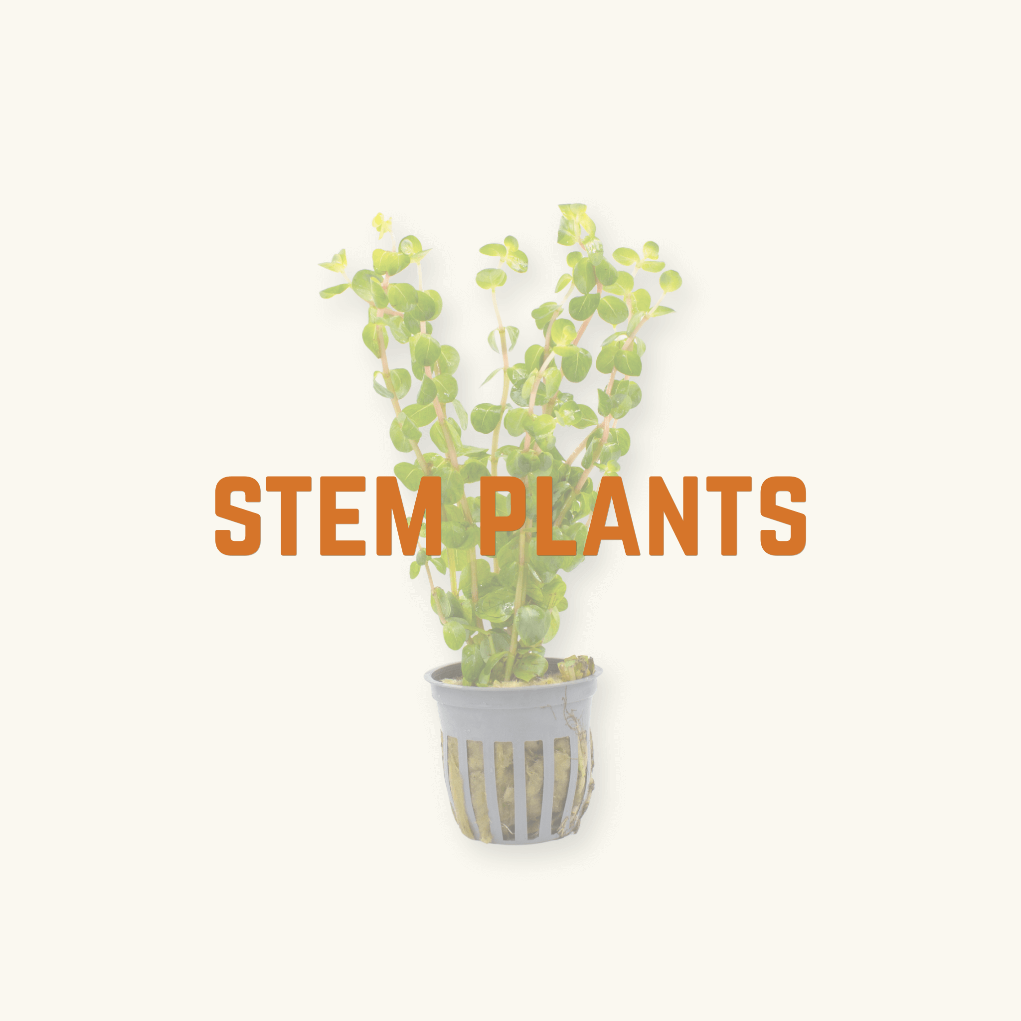 Aquatic Stem Plants for Blackwater Aquariums & Paludariums