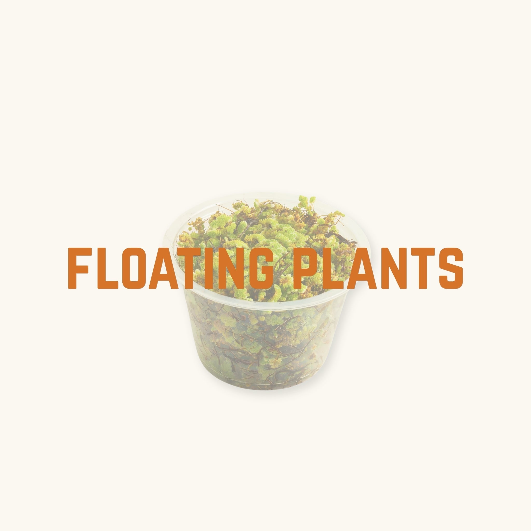 A cup of lime green and red aquarium plants behind text, 'floating plants', photographed on a natural background at Betta Botanicals.