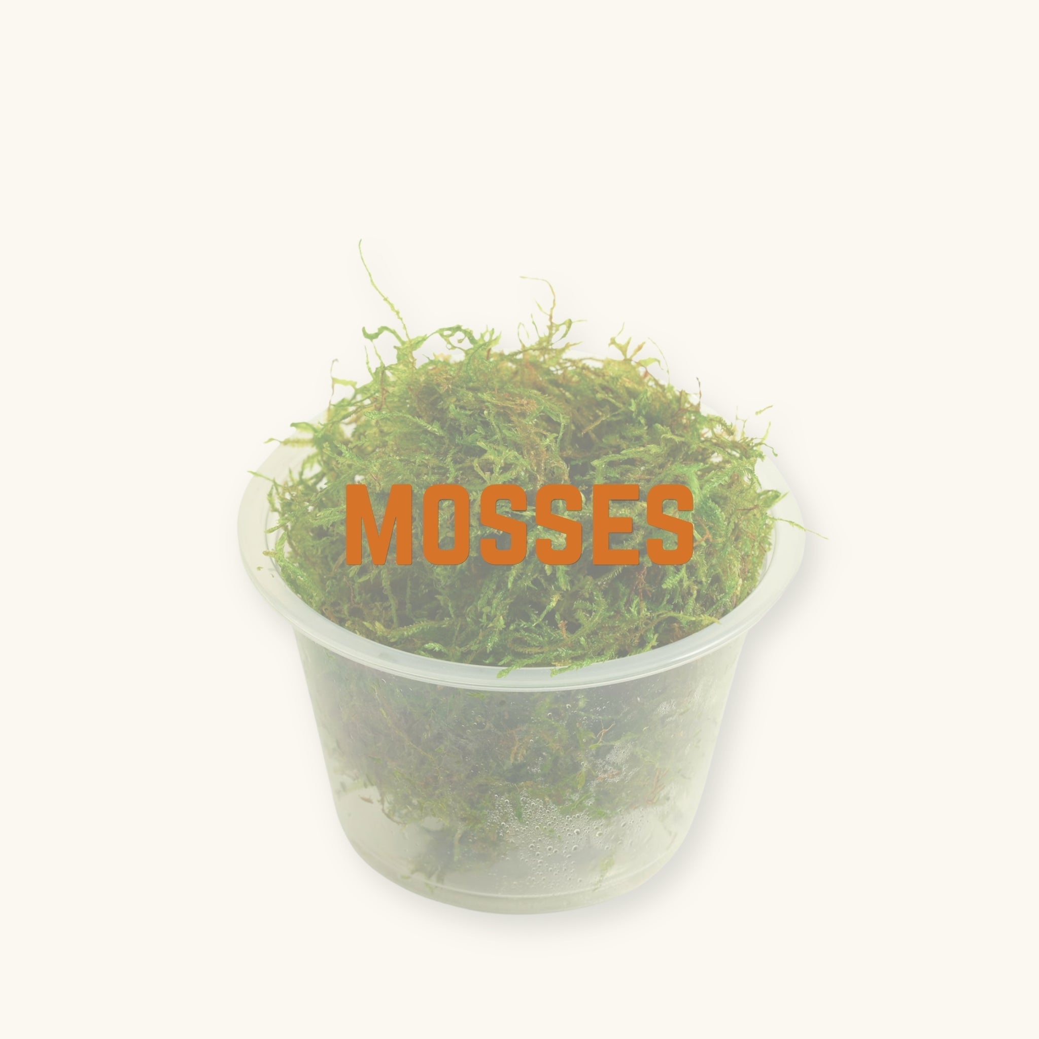 A cup of green fibrious moss behind text, 'mosses', photographed on a natural background at Betta Botanicals.