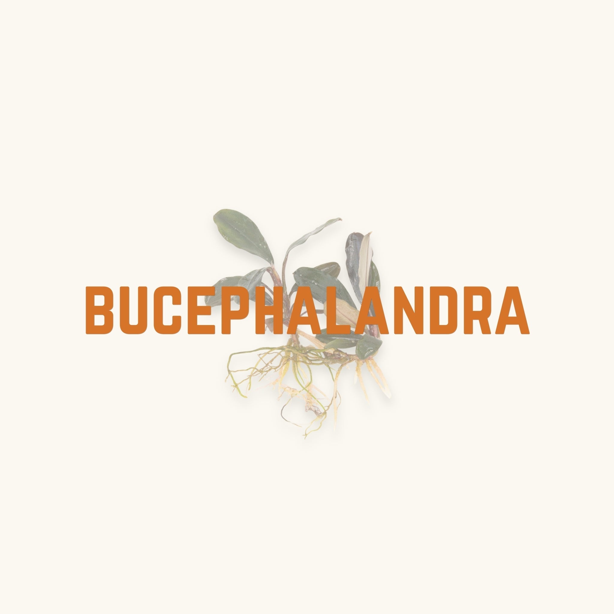 A lime green leaved bucephalandra plant behind text, 'bucephalandra', photographed on a natural background at Betta Botanicals.