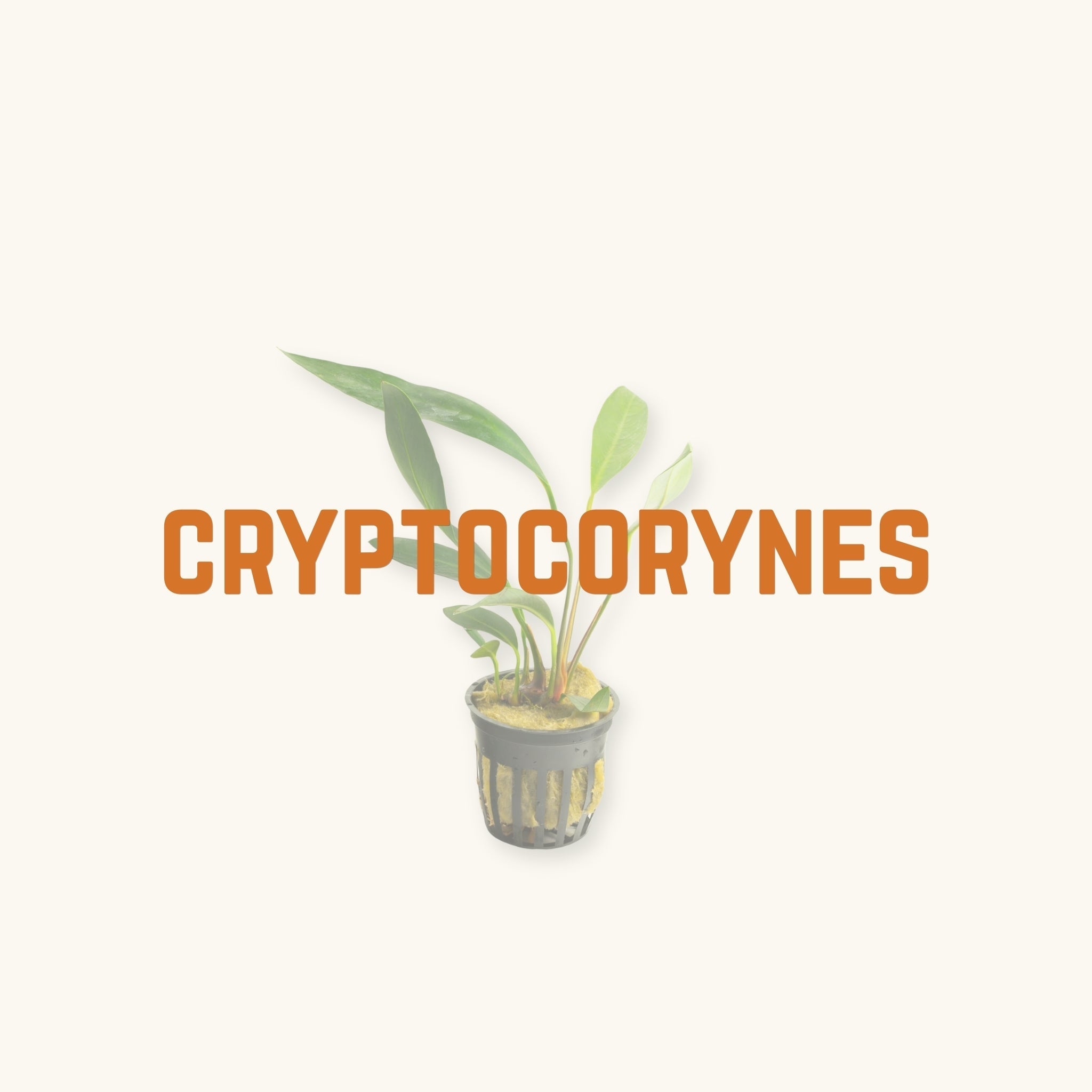 A potted lime green leaved aquarium plant behind text, 'cryptocorynes', photographed on a natural background at Betta Botanicals.