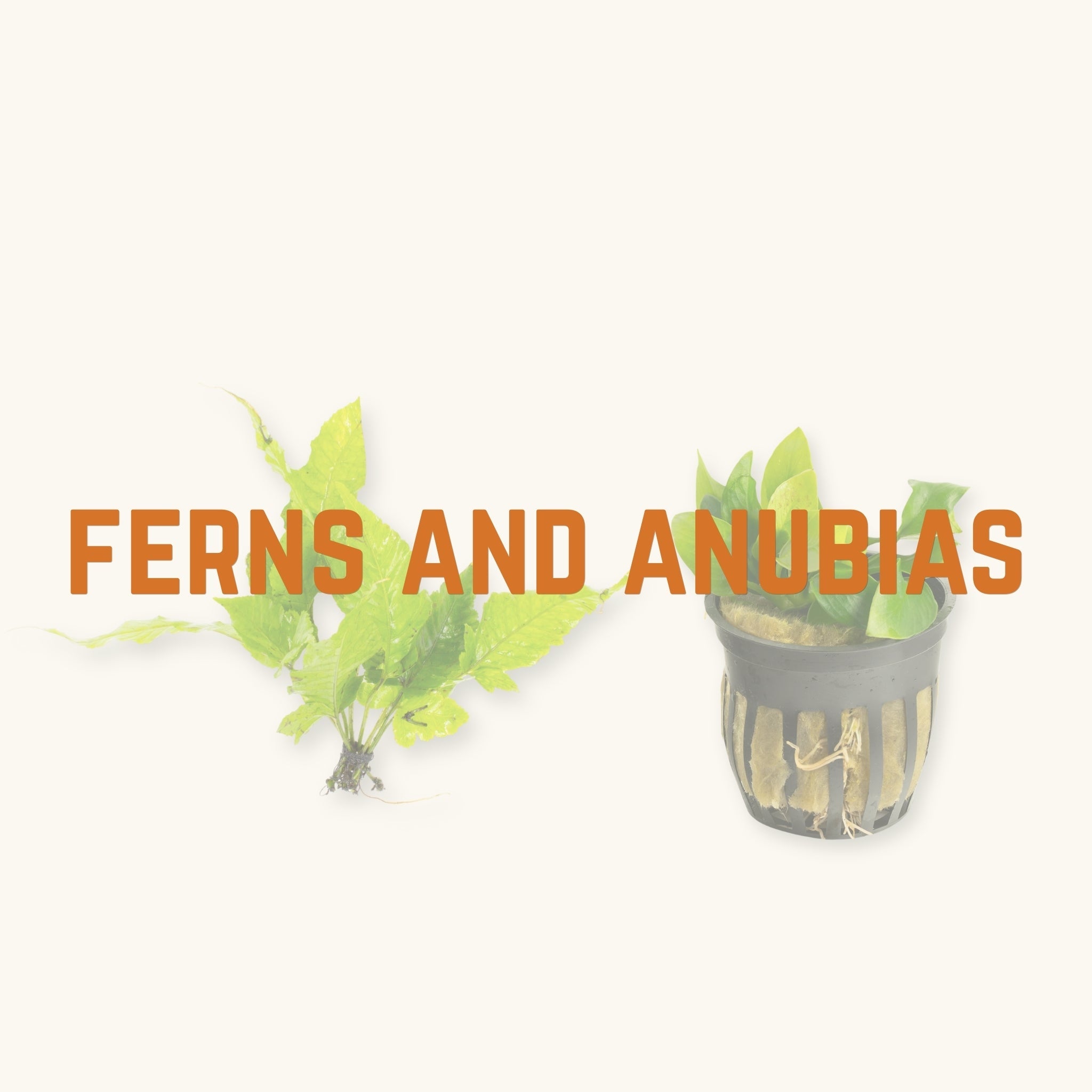 Two lime green leaved ferns and anubias aquarium plants behind text, 'ferns and anubias', photographed on a natural background at Betta Botanicals.