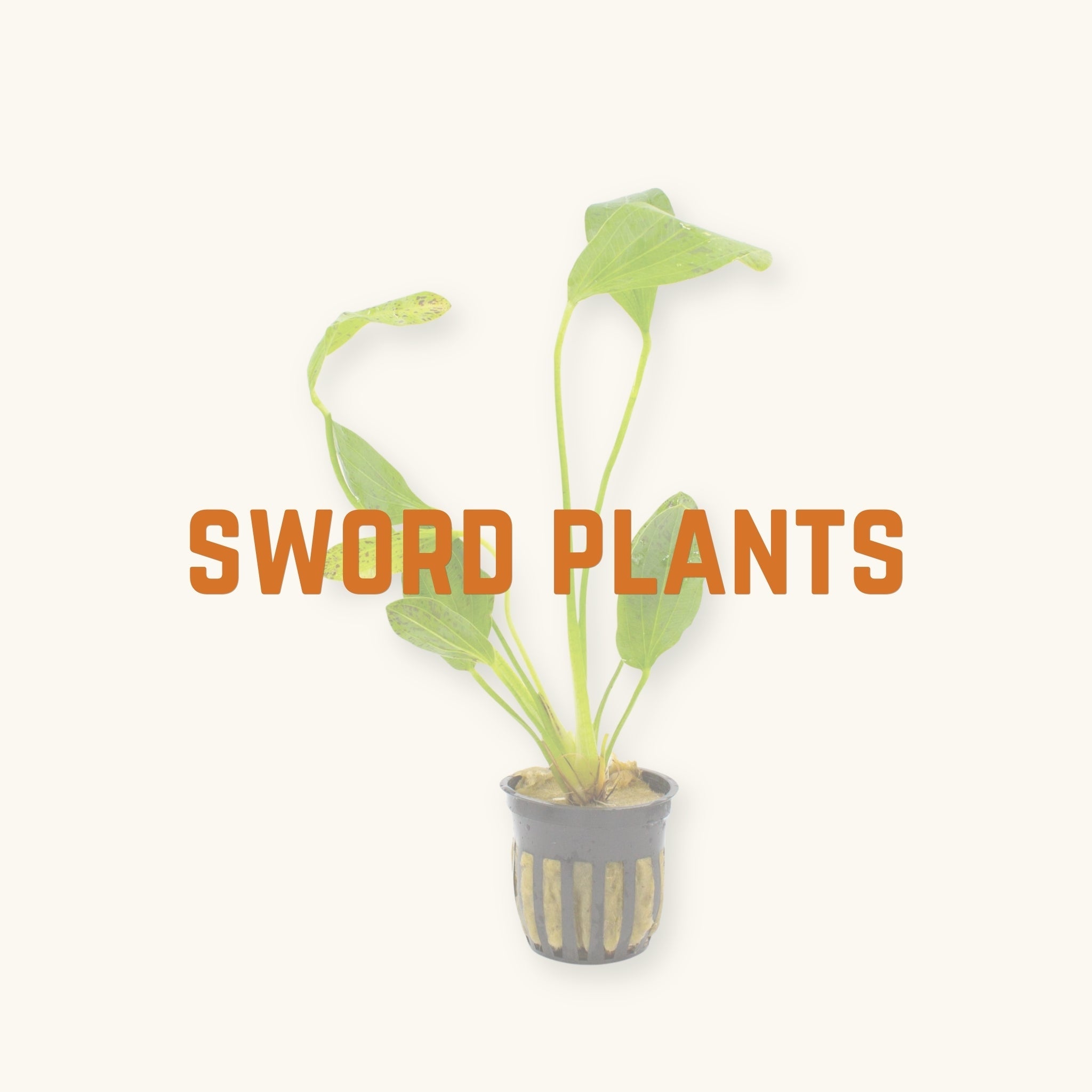 A lime green and speckled aquarium sword plant behind text, 'sword plants', photographed on a natural background at Betta Botanicals.