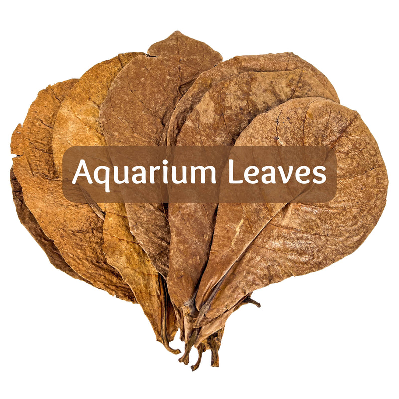Pile of Indian Almond Catappa Leaves, by Betta Botanicals, for Betta Fish Tank, Betta Aquarium, Nature Aquarium. 