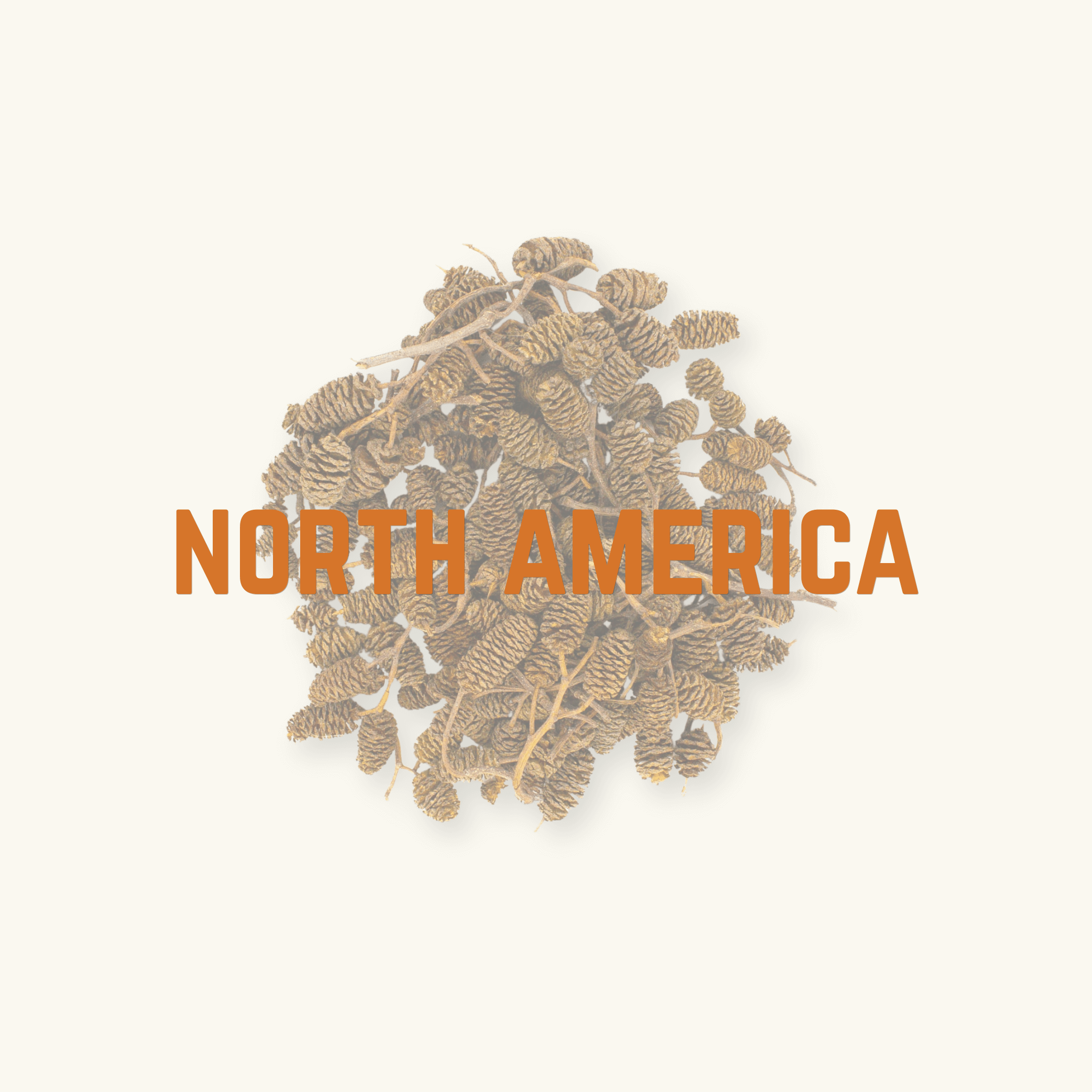A flat lay of brown alder cones from North America for use in blackwater biotope aquariums, photographed on a natural background at Betta Botanicals.