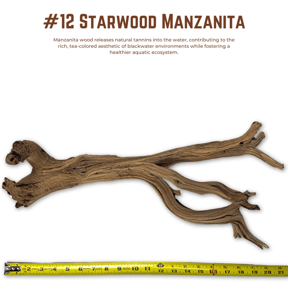 'Starwood' Manzanita | WYSIWYG Pieces