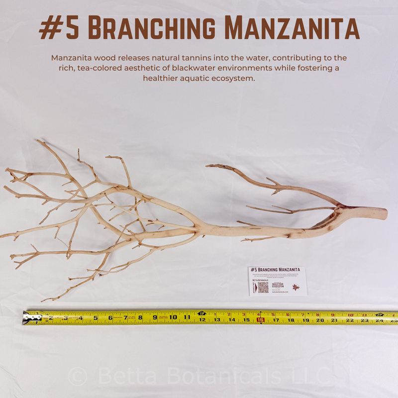 Branching Manzanita | WYSIWYG Pieces