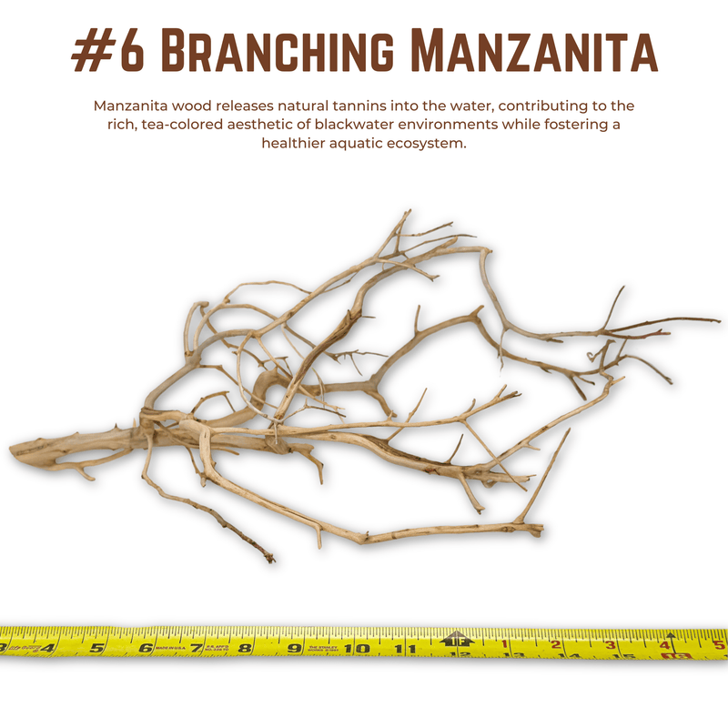 Branching Manzanita | WYSIWYG Pieces