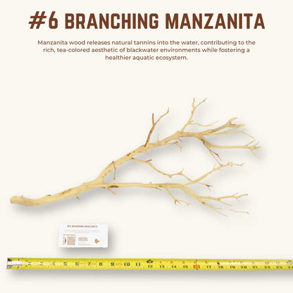 Branching Manzanita | WYSIWYG Pieces