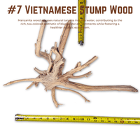 Vietnamese Stump Wood | WYSIWYG Pieces