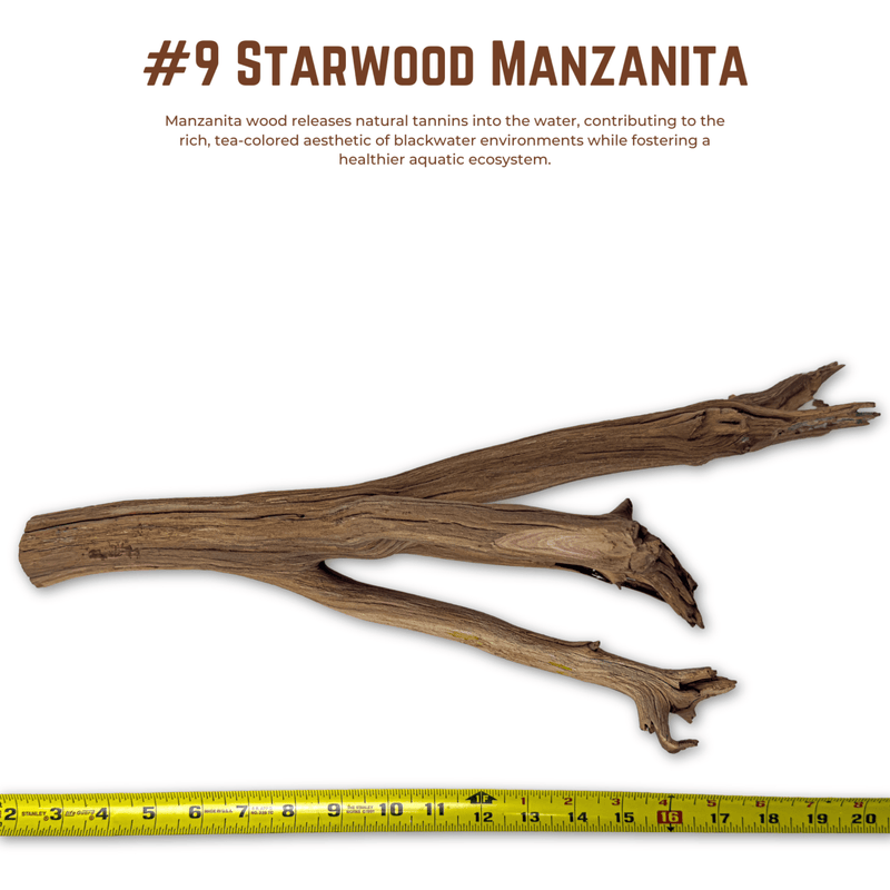 'Starwood' Manzanita | WYSIWYG Pieces