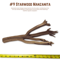 'Starwood' Manzanita | WYSIWYG Pieces