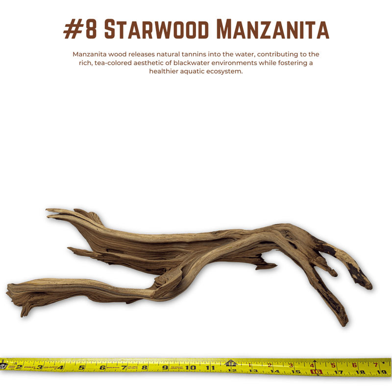 'Starwood' Manzanita | WYSIWYG Pieces