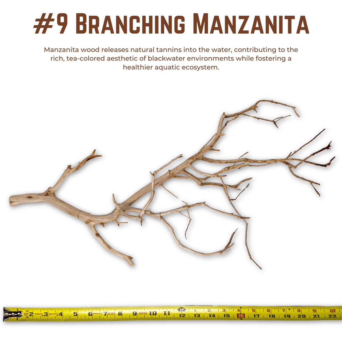 Branching Manzanita | WYSIWYG Pieces