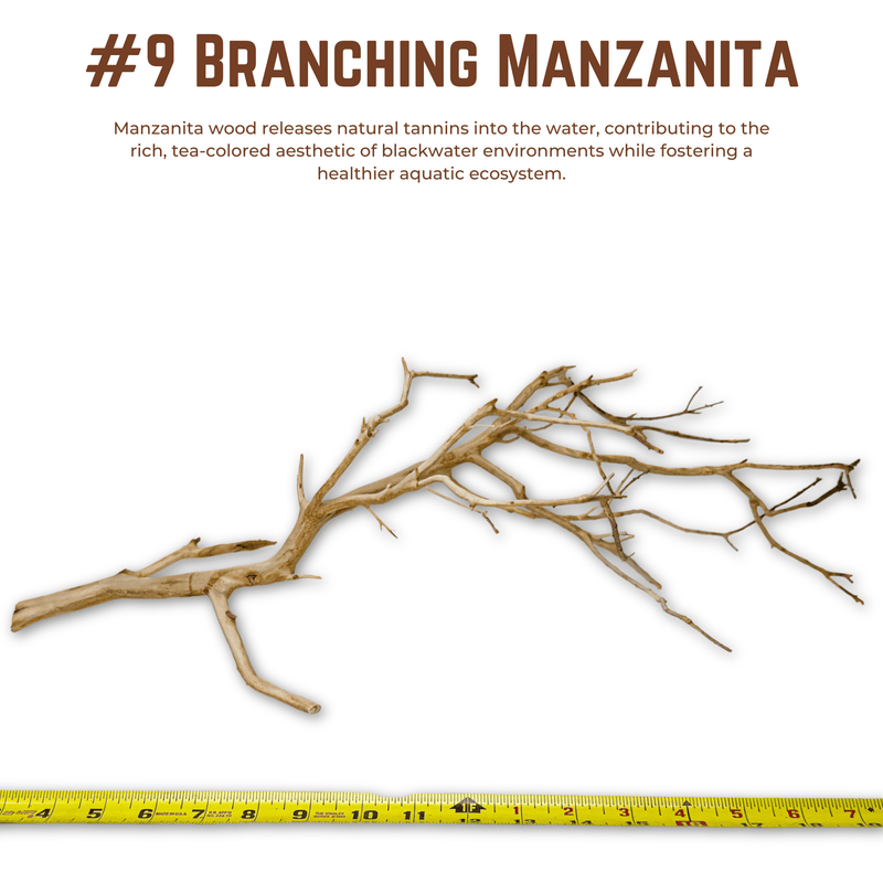 Branching Manzanita | WYSIWYG Pieces