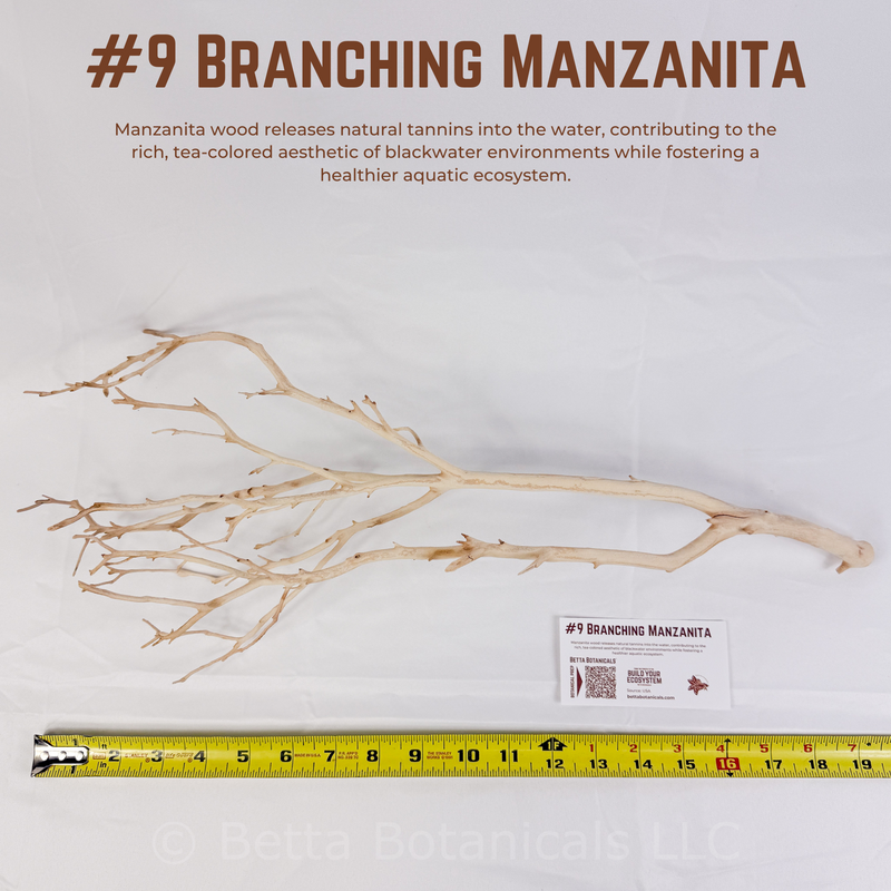 Branching Manzanita | WYSIWYG Pieces