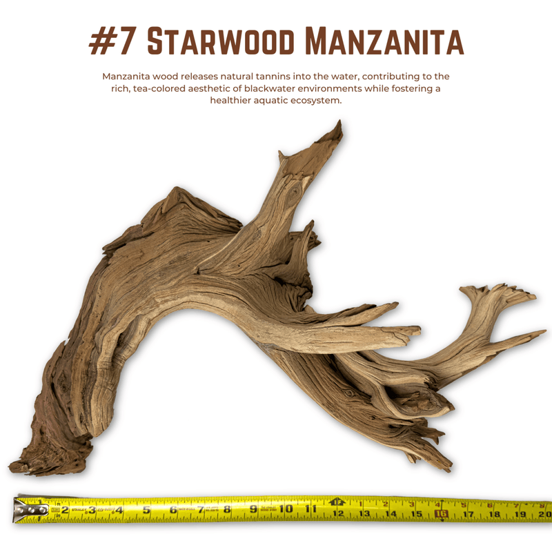 'Starwood' Manzanita | WYSIWYG Pieces