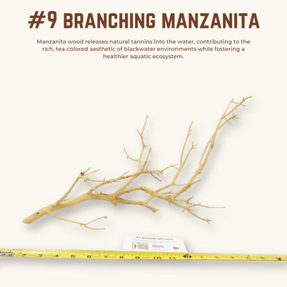 Branching Manzanita | WYSIWYG Pieces
