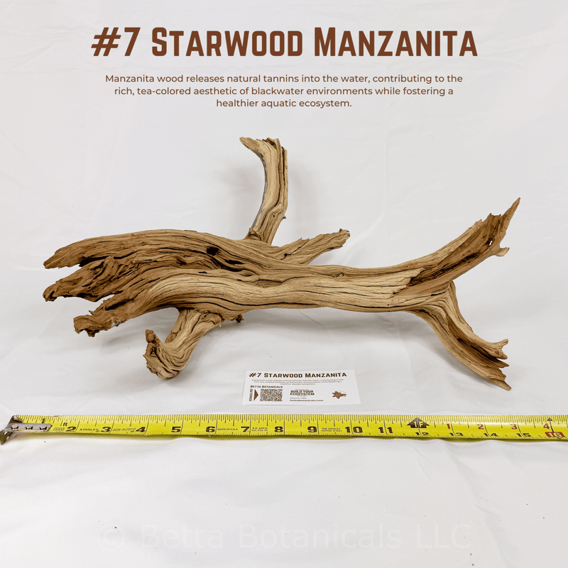 'Starwood' Manzanita | WYSIWYG Pieces