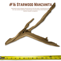 'Starwood' Manzanita | WYSIWYG Pieces