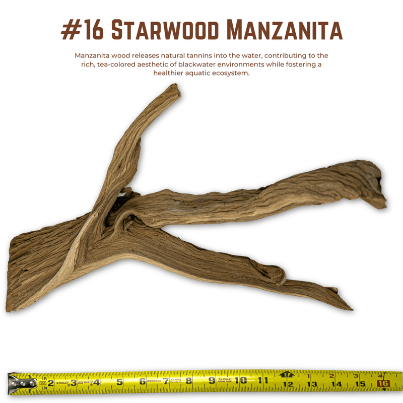 'Starwood' Manzanita | WYSIWYG Pieces