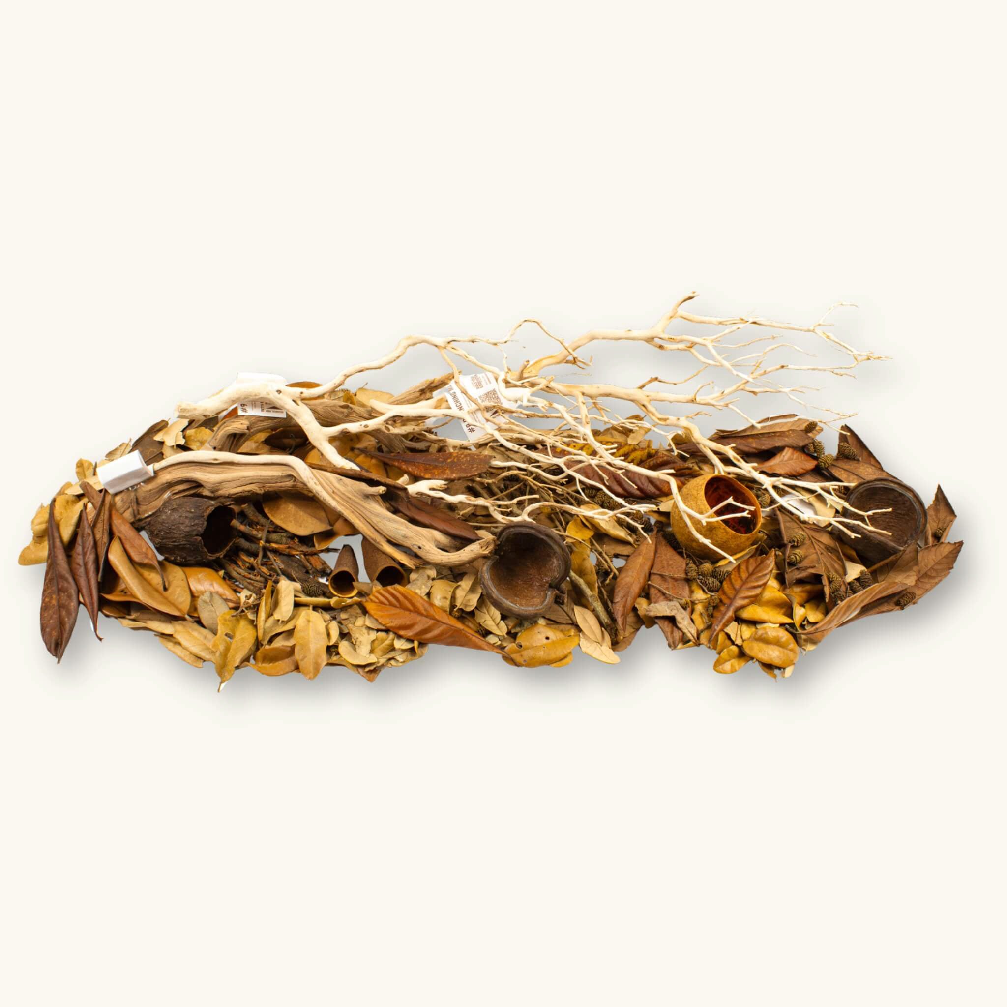 A group of small to large brown, amber, yellow leaves and seed pods and cones for medium sized blackwater aquariums, photographed on a natural background at betta botanicals.