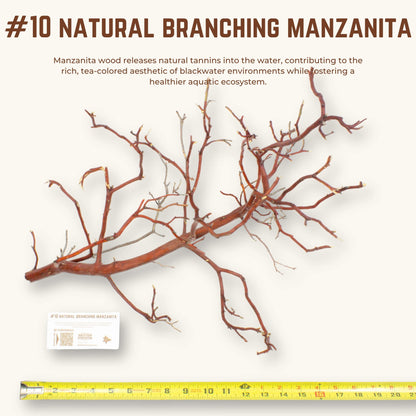 Natural Branching Manzanita | WYSIWYG Pieces