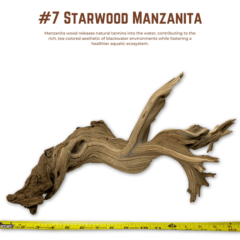 'Starwood' Manzanita | WYSIWYG Pieces