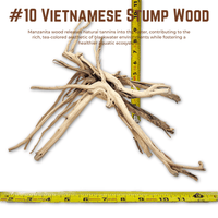 Vietnamese Stump Wood | WYSIWYG Pieces