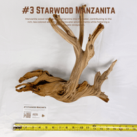 'Starwood' Manzanita | WYSIWYG Pieces