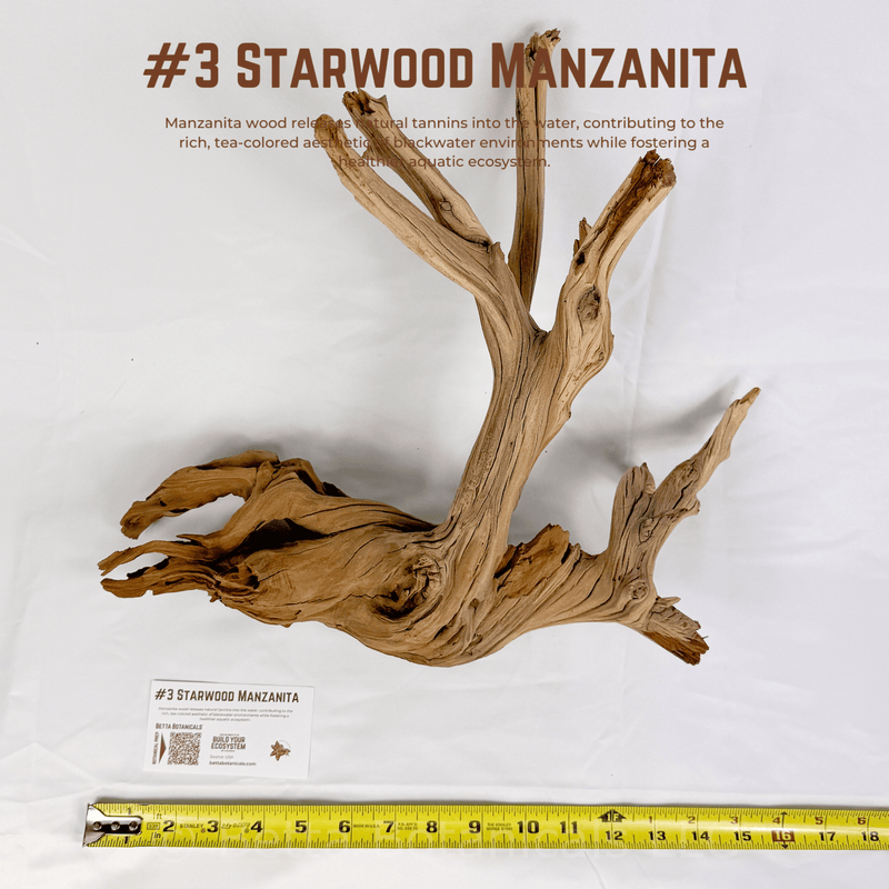 'Starwood' Manzanita | WYSIWYG Pieces