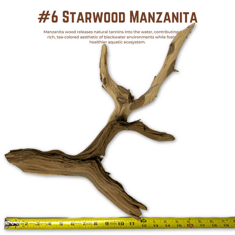 'Starwood' Manzanita | WYSIWYG Pieces