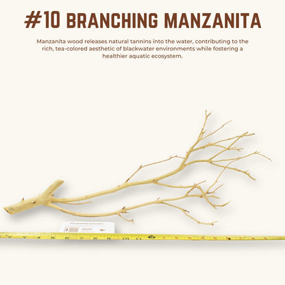 Branching Manzanita | WYSIWYG Pieces